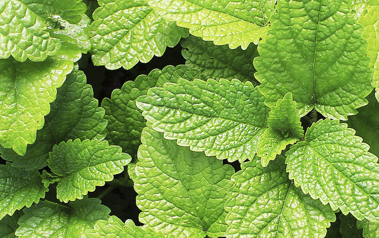 Peppermint leaves