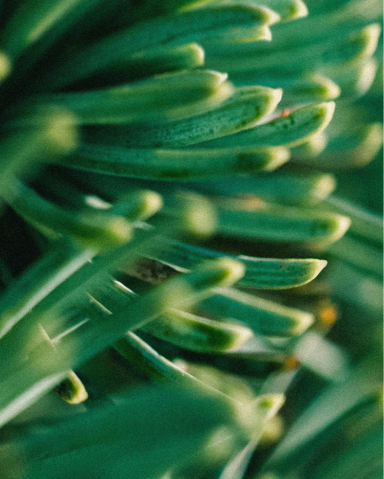 Balsam Fir - What is it?