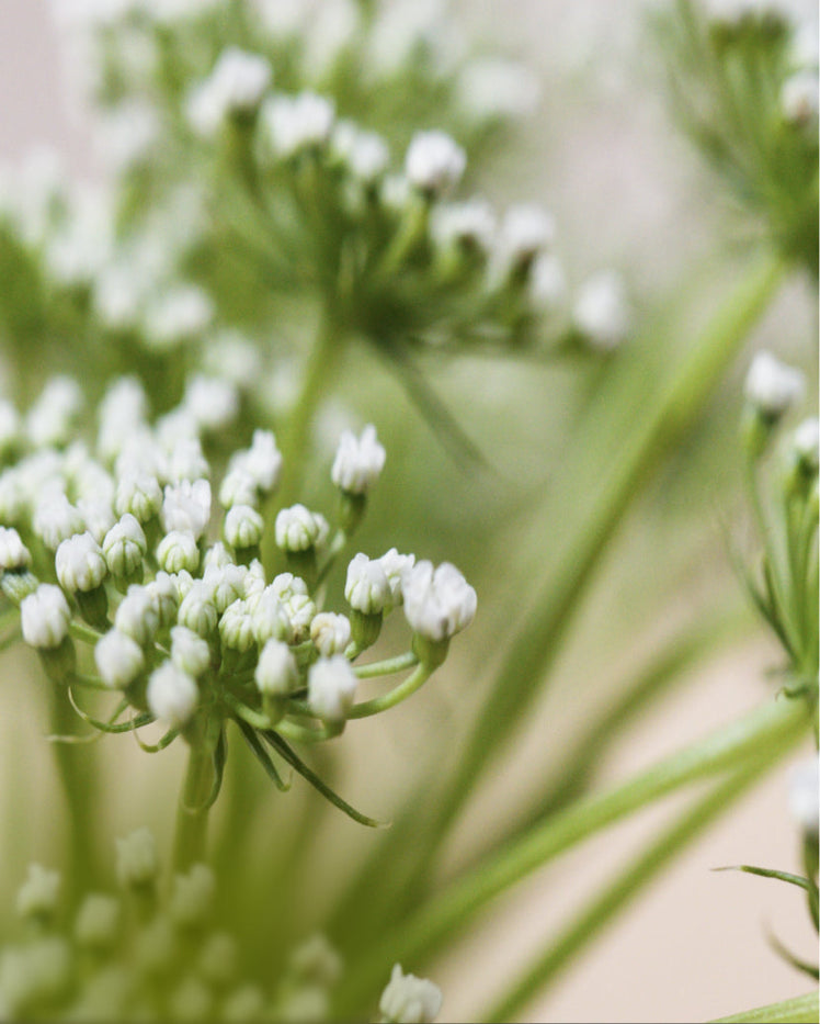 Carrot Seed Oil - What is it?