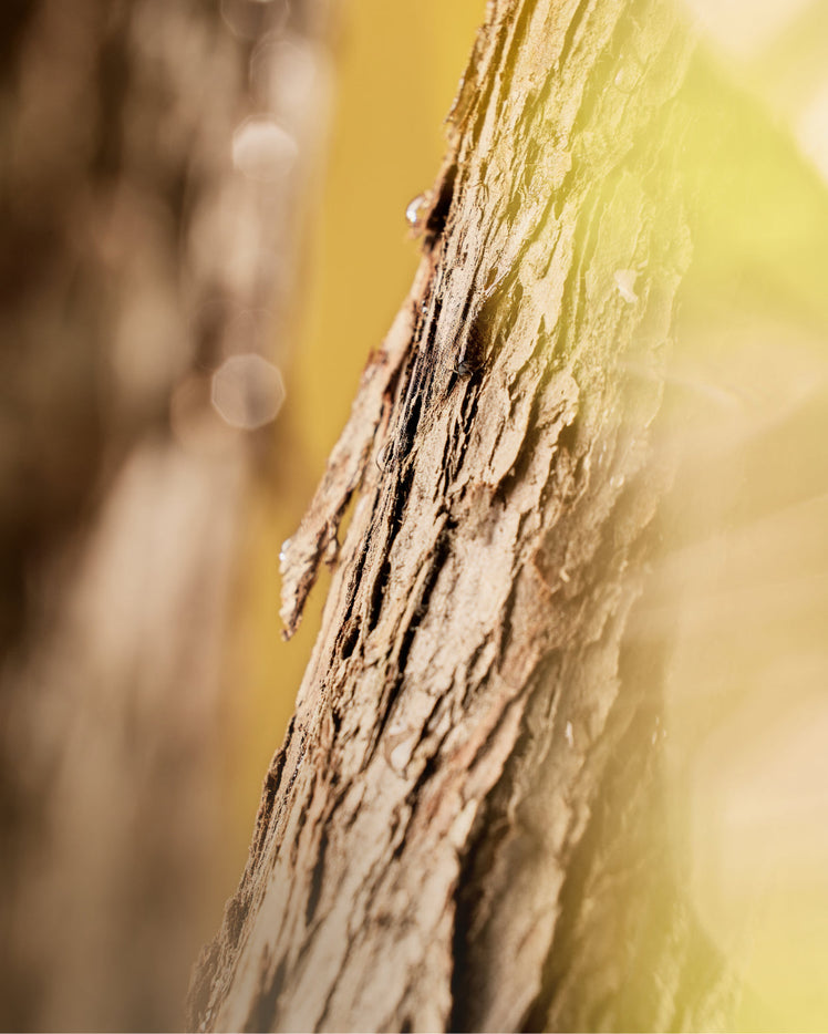 Cedarwood - What is it?