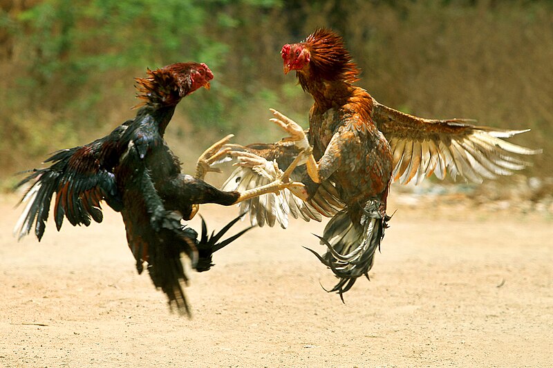 Massive Cockfighting Derby Discovered in Oklahoma