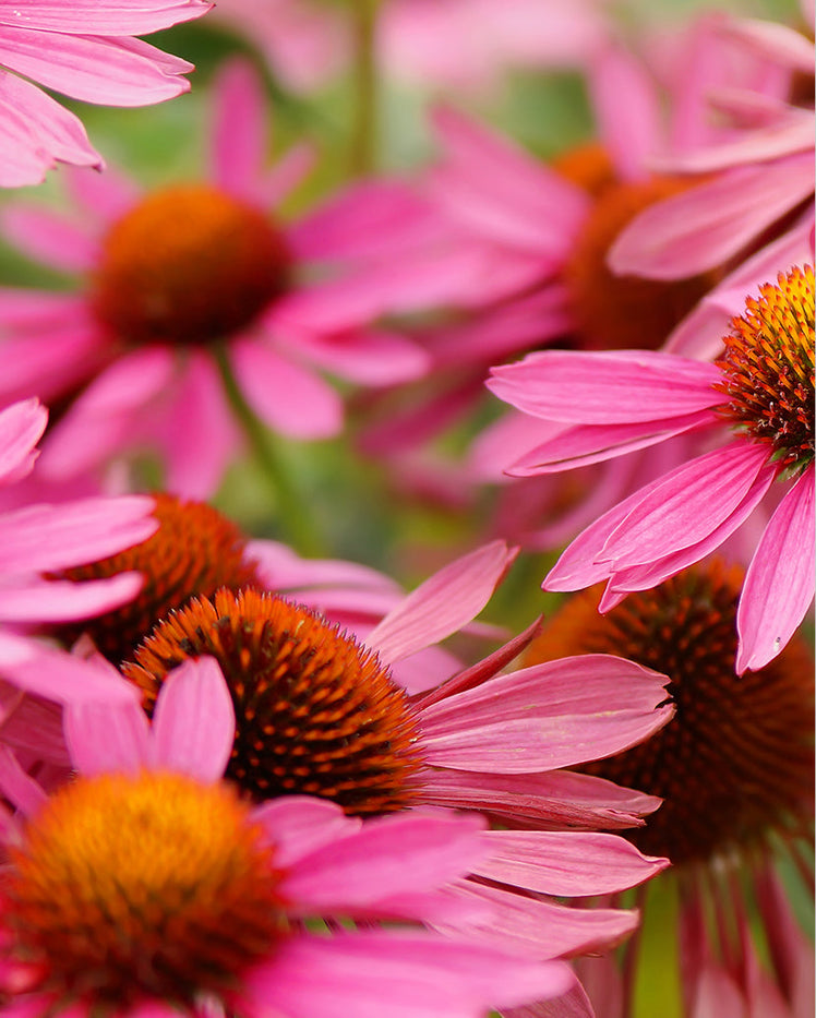 Echinacea - What is it?