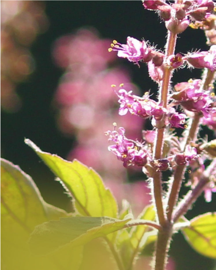 Holy Basil - What is it?