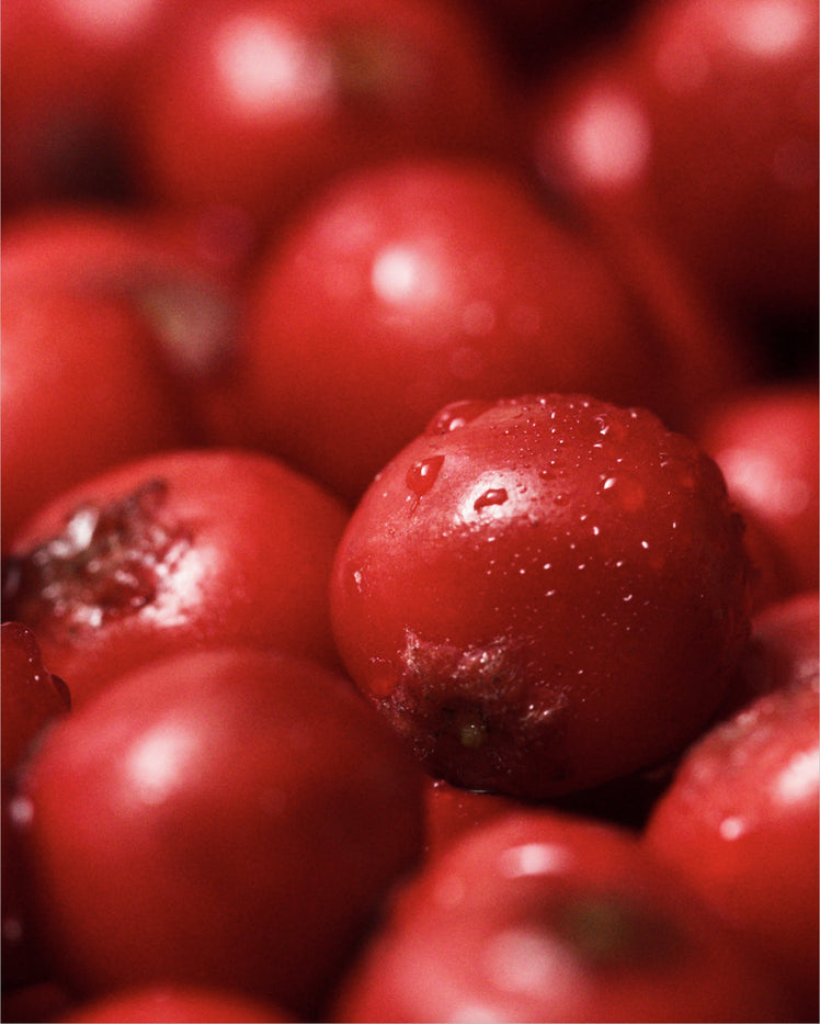 Magnolia Berry - What is it?